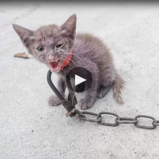 “From Abandoned to Happy: The Tale of a Resilient Kitten Who Found Freedom After Days of Leash Imprisonment”