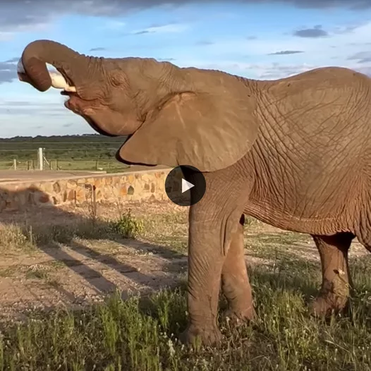 A Marvelous Encounter: Elephant and Lion Share Serene Moment in South African Conservation Reserve