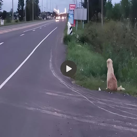 A Joyful Reunion: After 4 Years of Waiting by the Roadside, a Dog’s Delightful Reunion with His Family